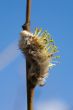 pussy-willow