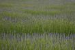 Lavender Field