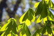 Chestnut leaves
