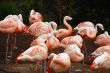Flamingo flock