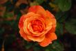 Single orange rose