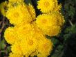chrysanthemum