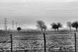 Fog Ice