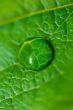 Water drop on the green leaf