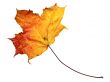 autumn maple leaf