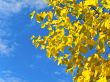 autumn branch