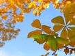 chestnut leaves