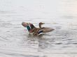flying up duck