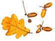 oak leaves and acorns