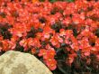 red flowers
