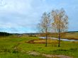 two birch