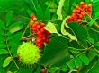ashberry, chestnut and linden