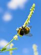bee at flower