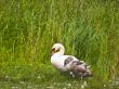 cygnet