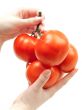 tomatoes in hands