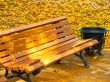 autumn bench