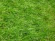 grass background