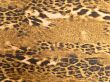 leopard background