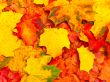 autumn leaves background