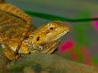 Lizard
