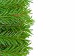 fir frame