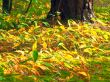 autumn lily of the valley