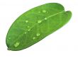 green leave with drops