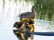 duck family