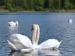 white swans