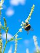 bumblebee