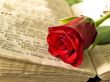 red rose