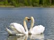 Two white swans