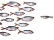 fish group all by itself