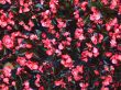 pink begonia flowers