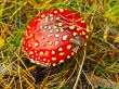 fly agaric