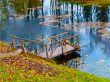 Autumn pond
