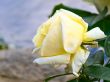 beautiful rose