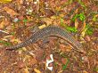 Lizard