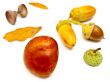 chestnut and acorns
