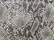 snake pattern