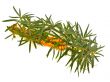 sea-buckthorn