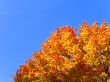 Orange maple