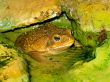 toad in the water
