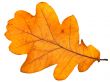 oak leaf