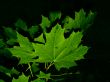maple