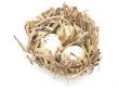 bird nest