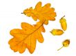 oak leaves and acorns