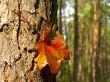 maple red leaf at the bark