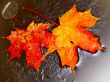 orange maple leaves in ice