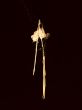 fir-needle